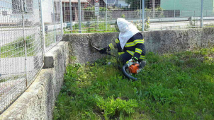 FOTO: Výjezdů hasičů kvůli nebezpečnému hmyzu přibývá