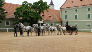 Kraj investuje miliony do Kladrub, kde se chovají koně